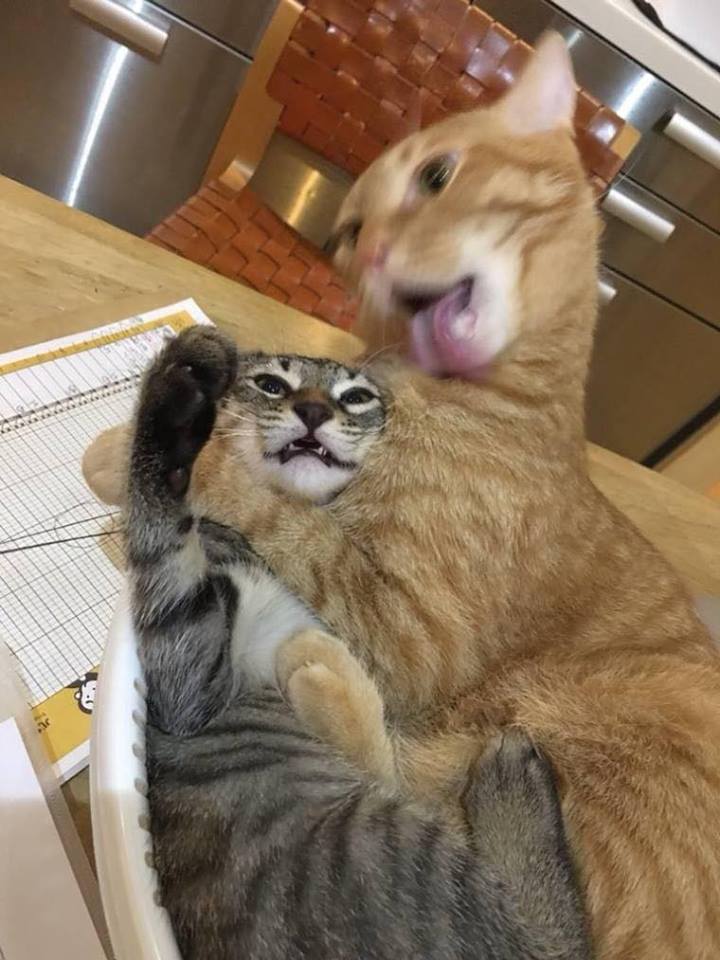 1737040489231.jpeg