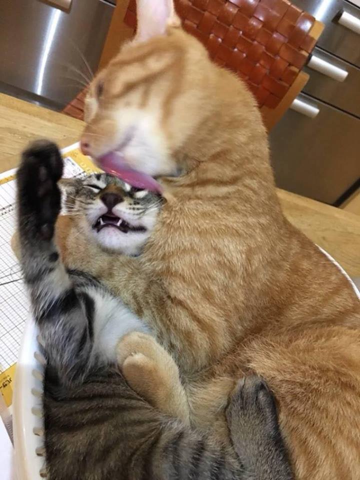 1737040489385.jpeg