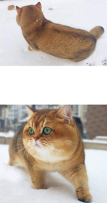 17370405418243.jpeg
