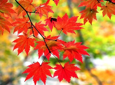 17371334843535.webp