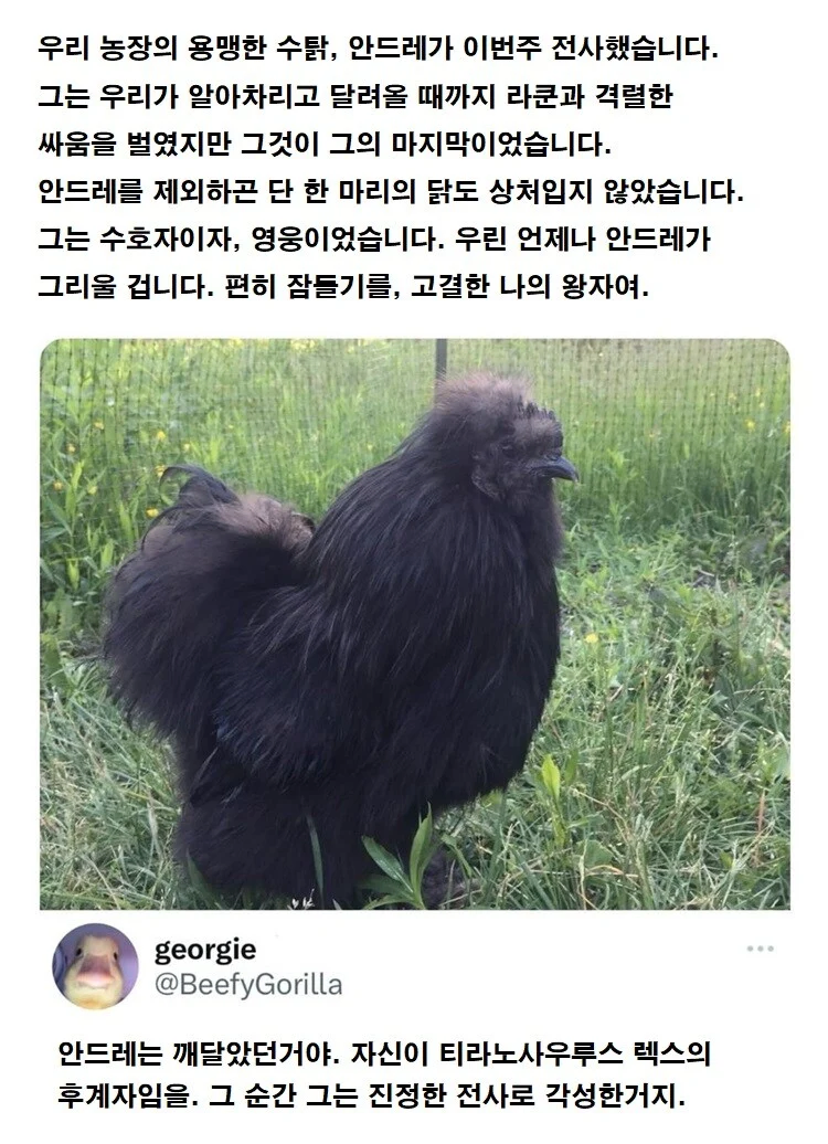 17371336398336.webp