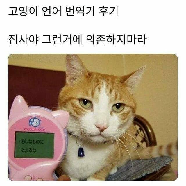 17372891016806.jpeg