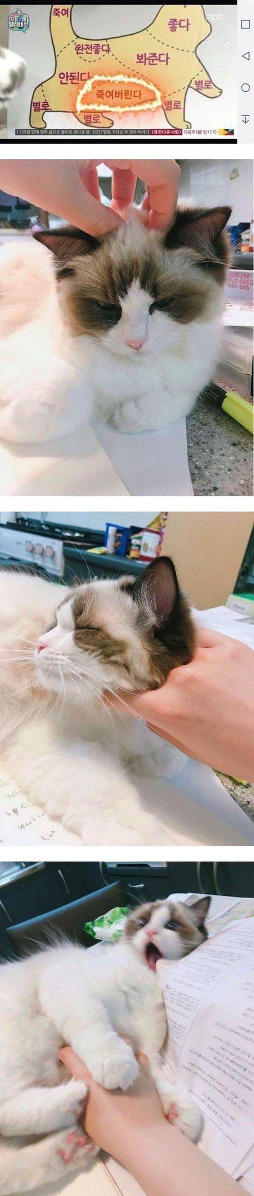 17372962069062.jpeg