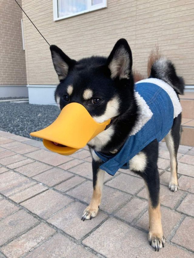 17372982657159.jpeg