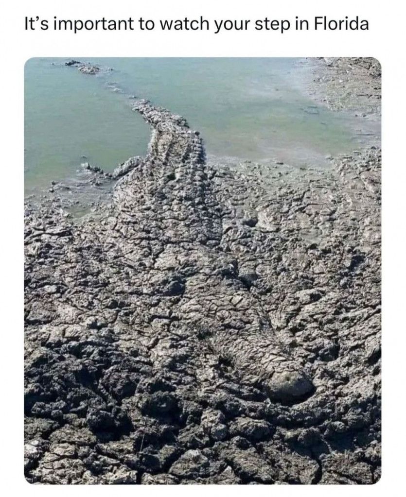 17373486150051.jpeg