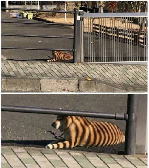 17374782212976.jpeg