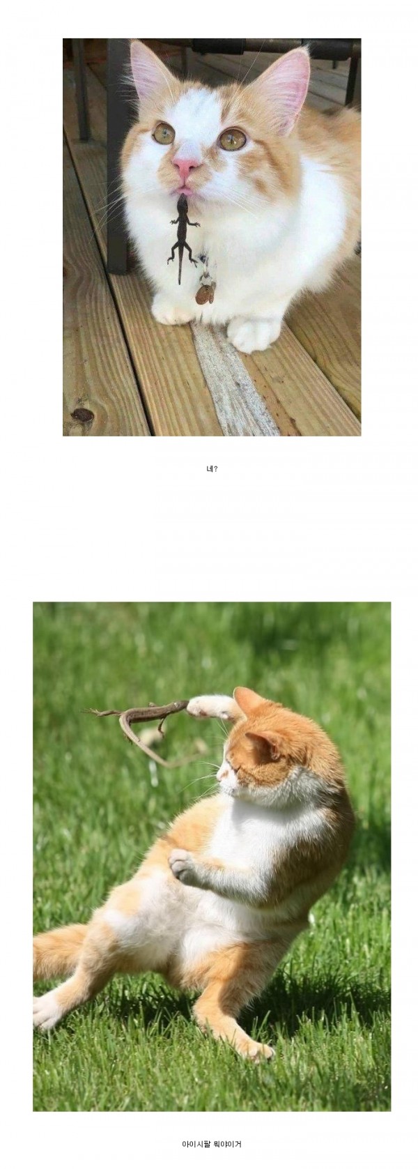 17375256856886.jpeg