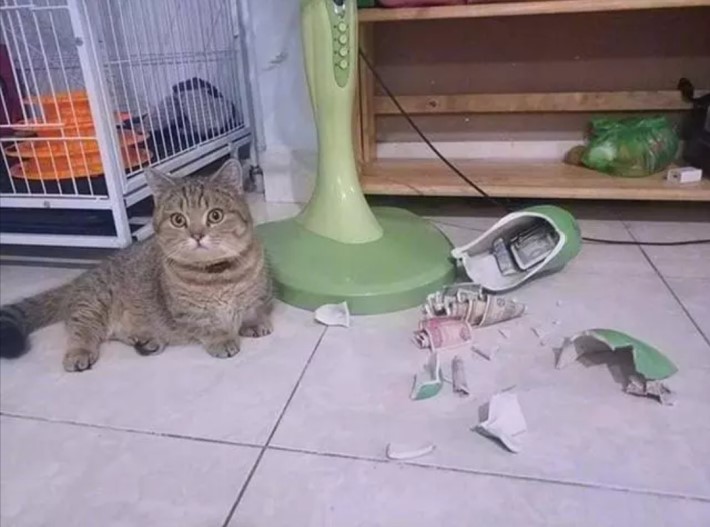 1737527471868.jpeg