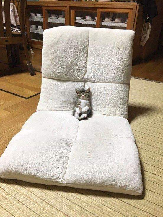 17375674465447.jpeg