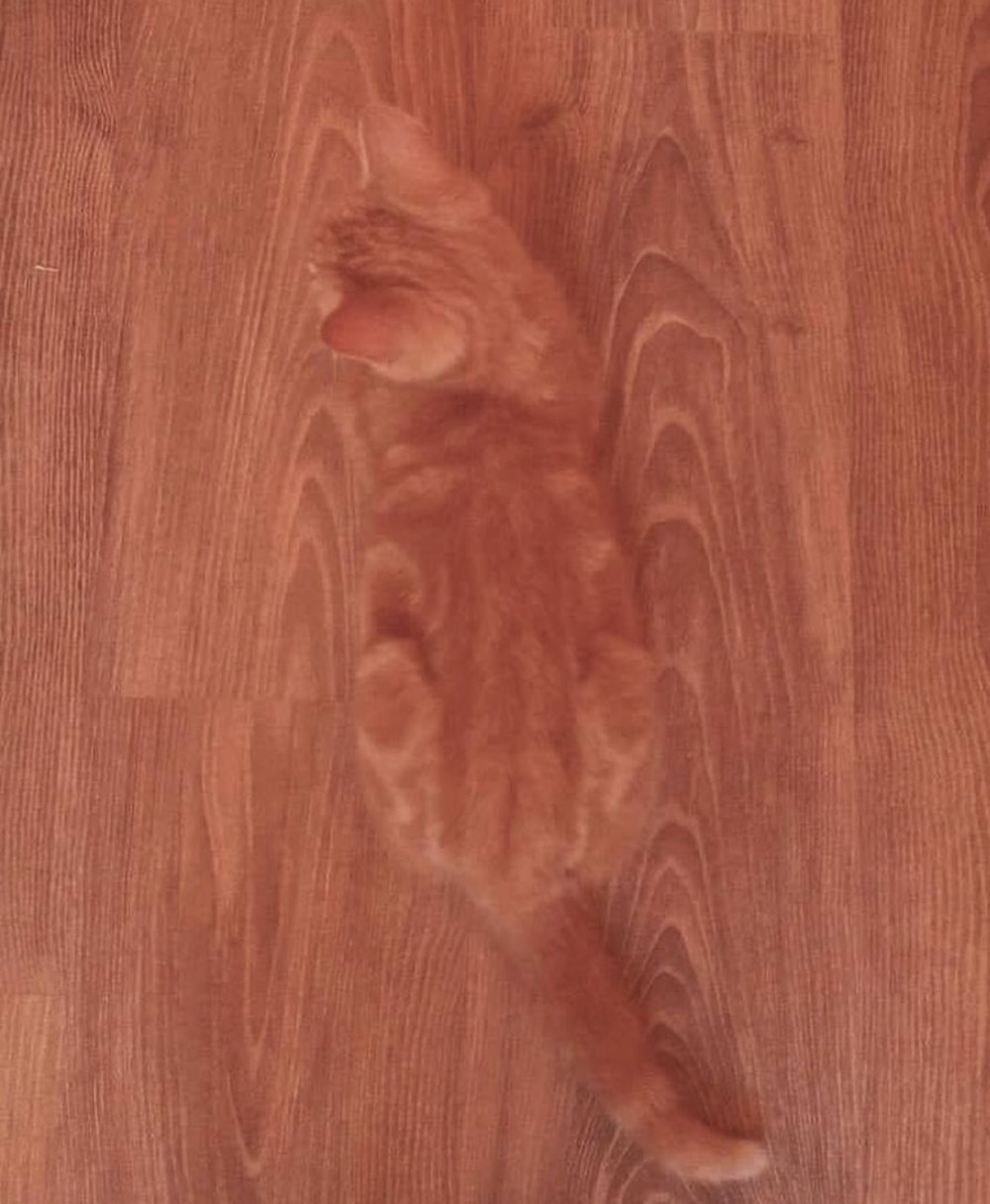 17373901689724.jpeg