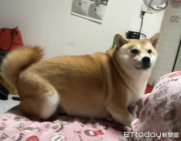 17438530852063.jpeg