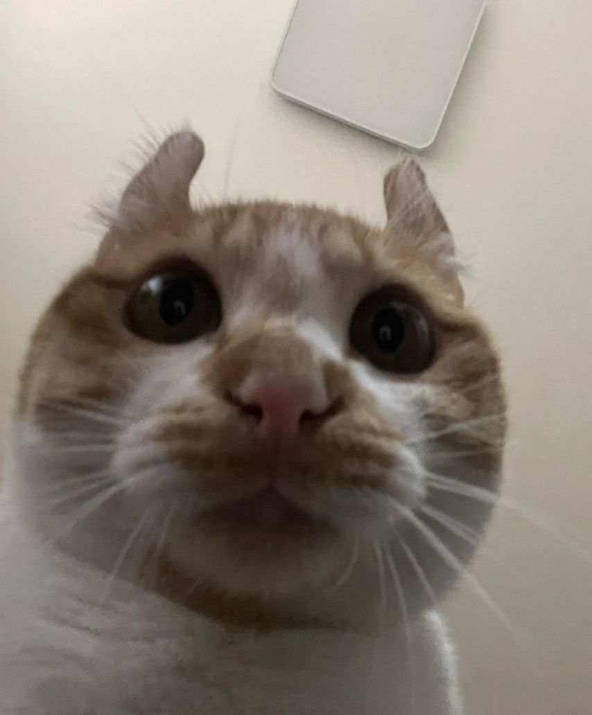 17438625359869.jpeg