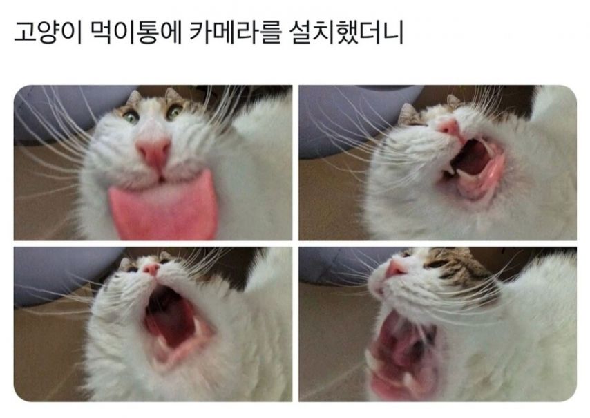 17438694802309.jpeg