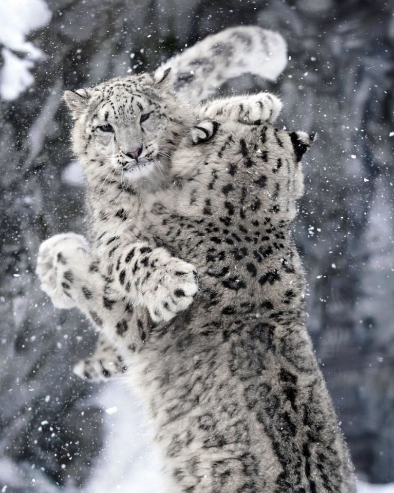17438710383373.jpeg
