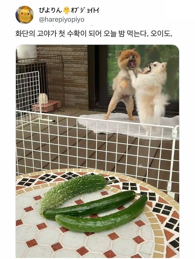 1743871568557.jpeg