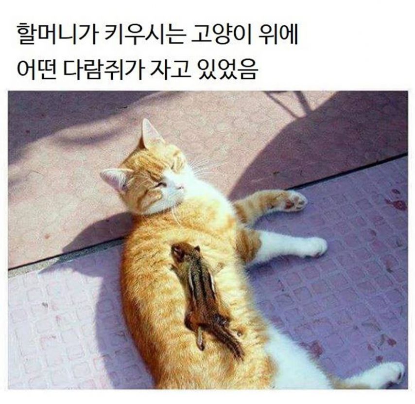 17438716247849.jpeg