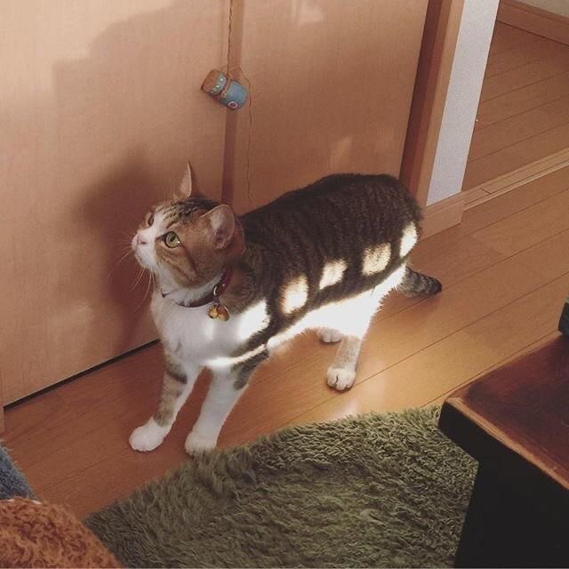 17456779407374.jpeg