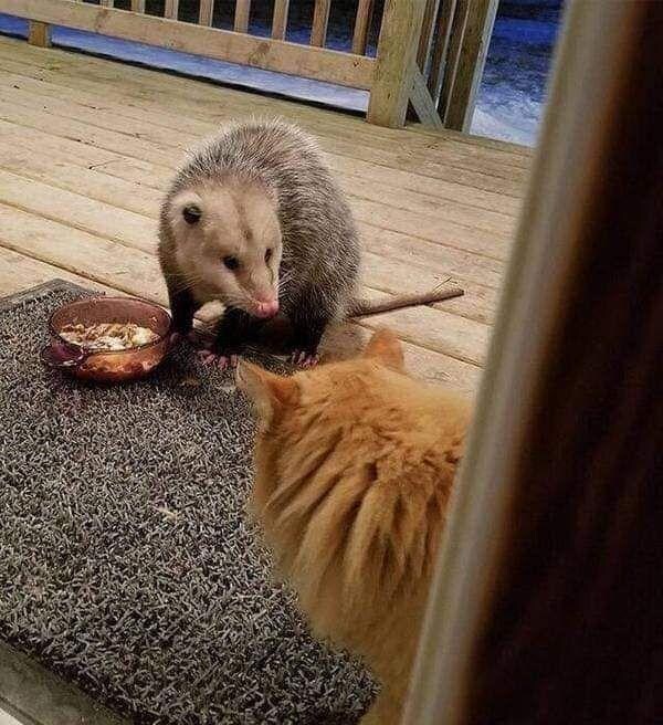 17459425275065.jpeg