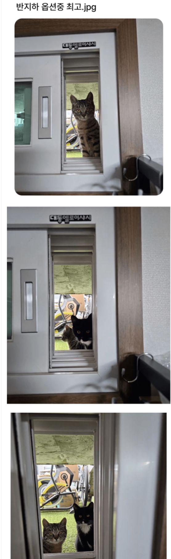17470664553687.jpeg