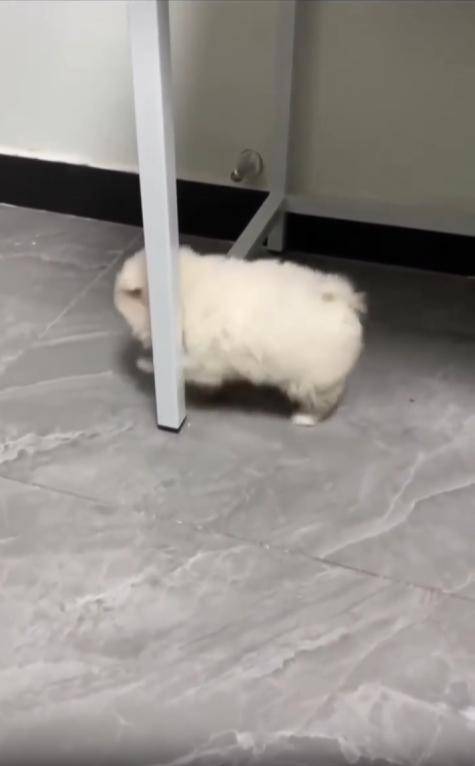 17504373963698.jpeg