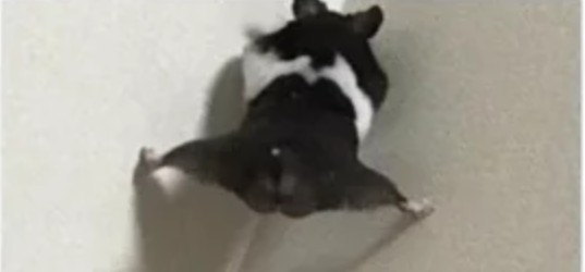17520747395664.jpeg