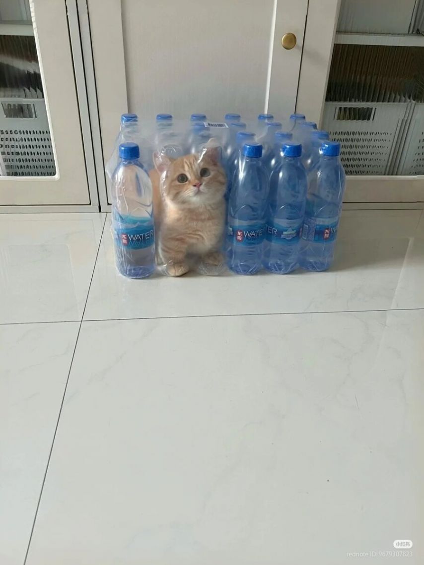 17524246779188.jpeg