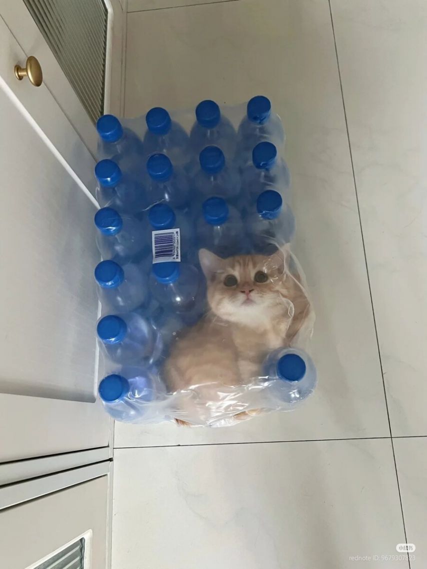 17524246779885.jpeg