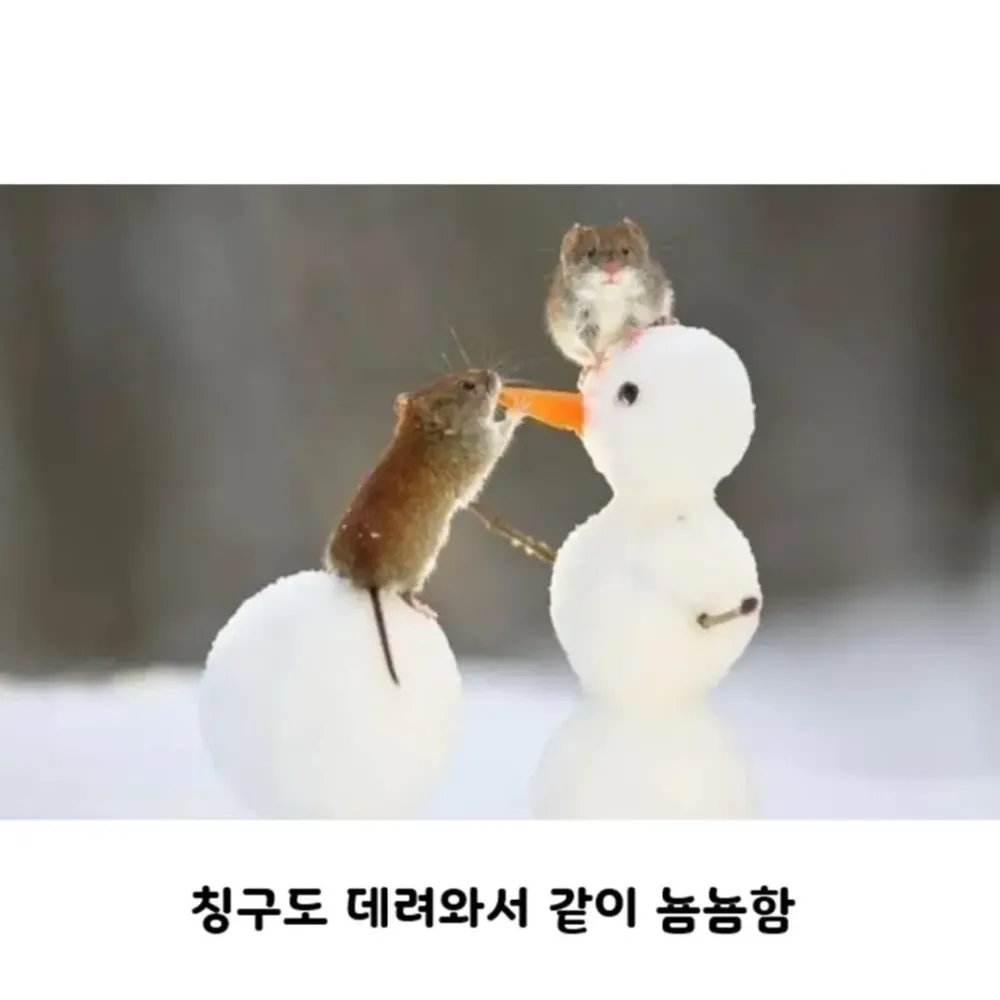 17525932677589.webp