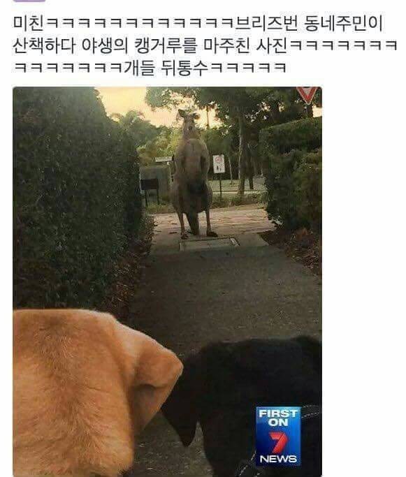 17556142899653.jpeg
