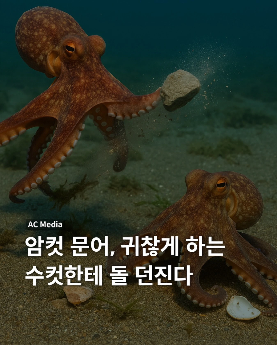 17557001085359.webp