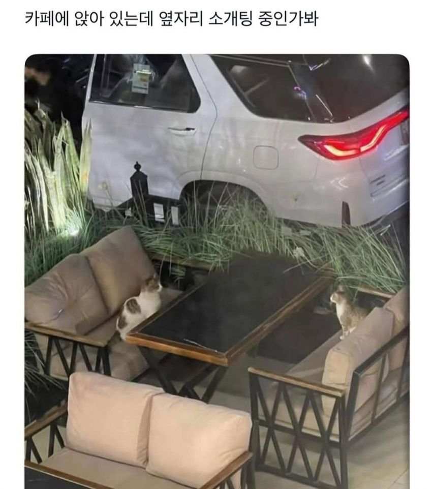 17557959287817.jpeg