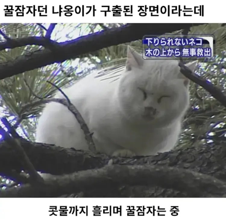 17579528638387.webp