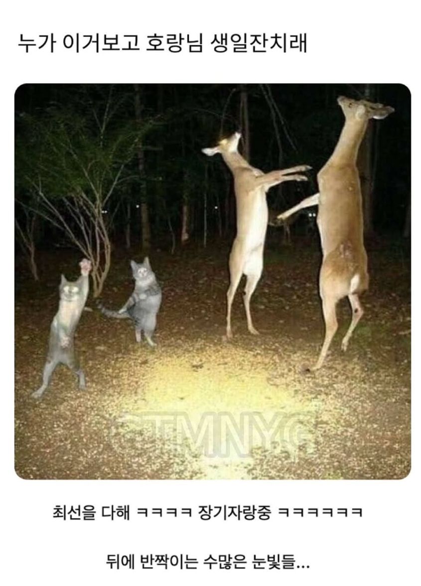 1762700087312.jpeg