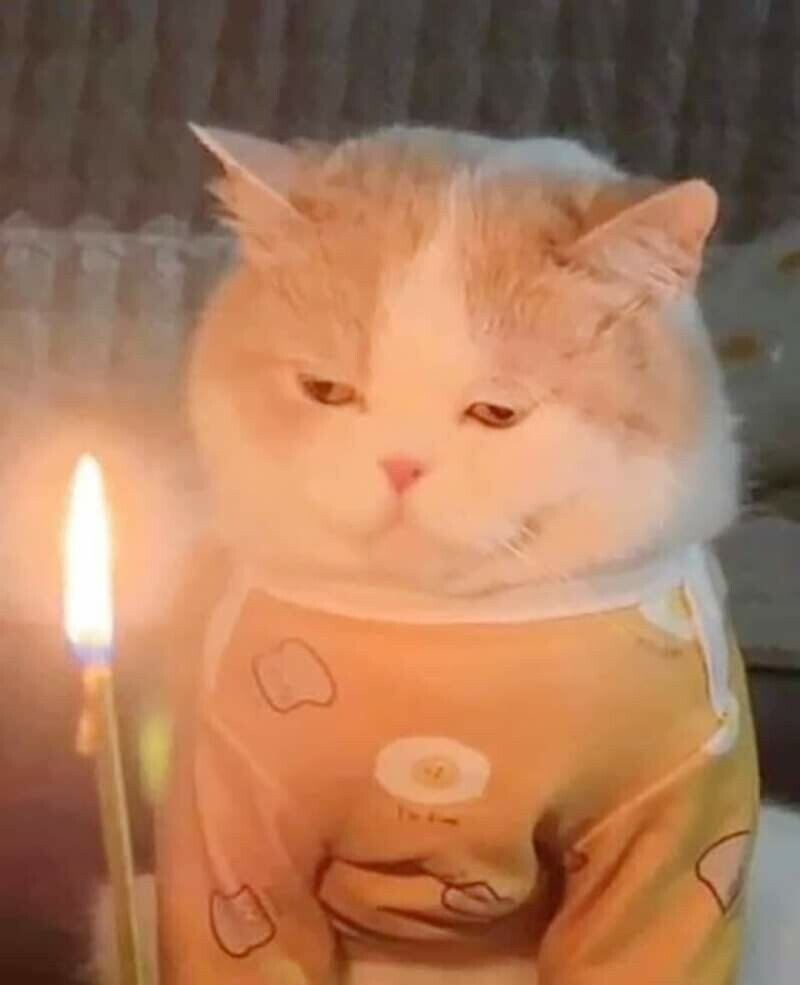 17650394406251.jpeg