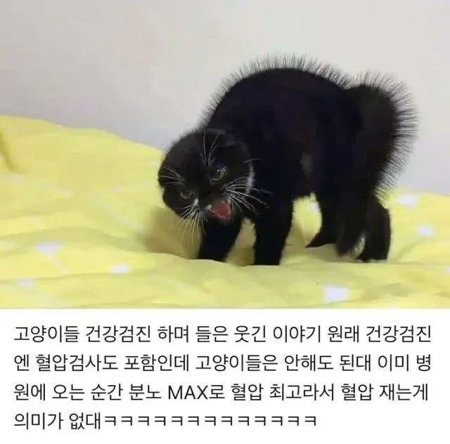 17804168043402.jpeg